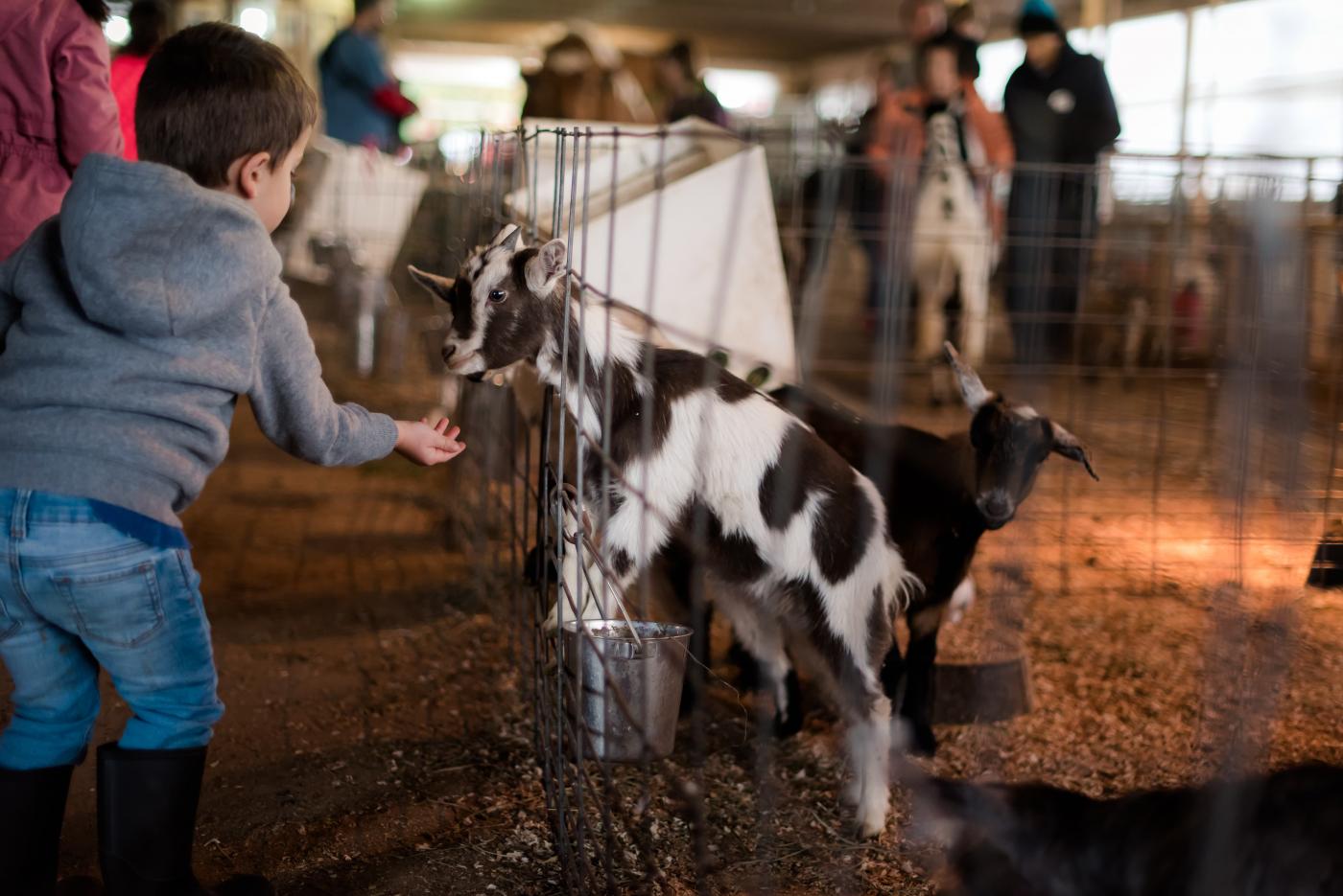 feeding a goat