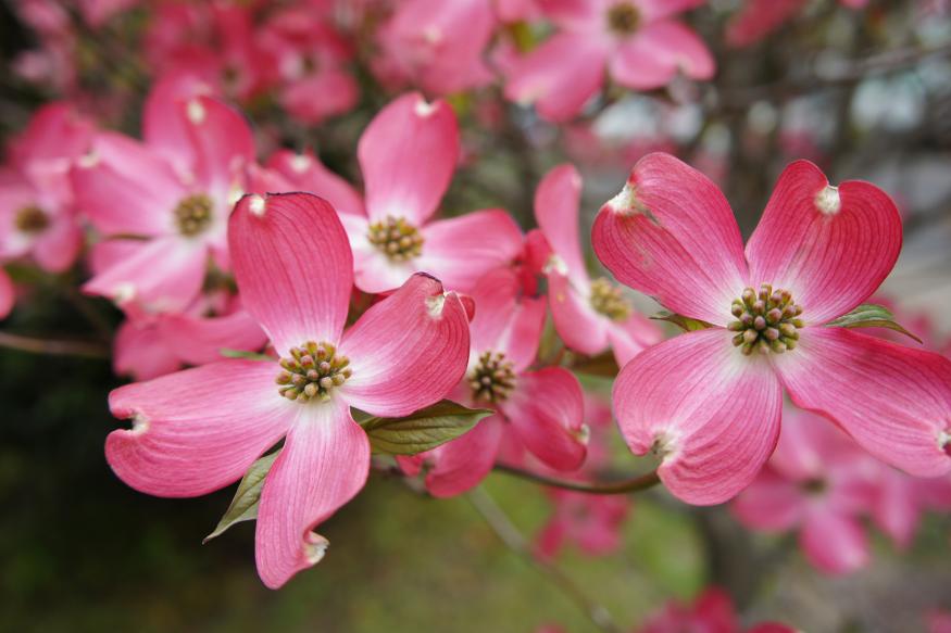 FREE Dogwood Tree Seedlings at Lehman’s
