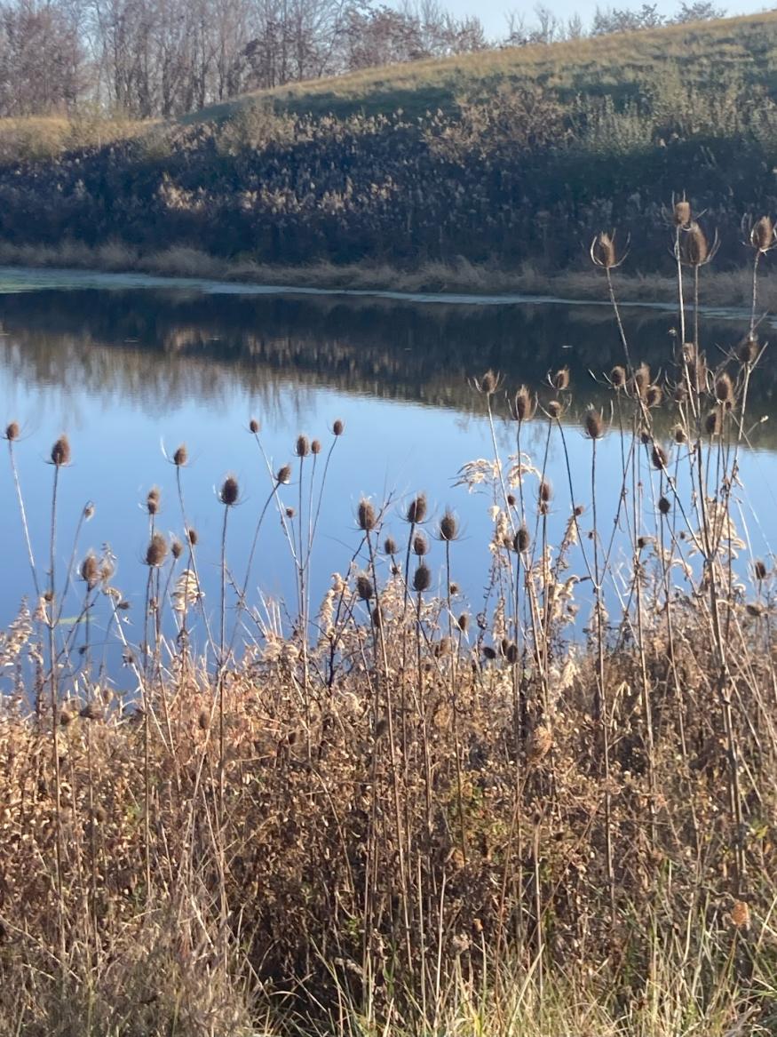 Nature Explorers | Legacy Point Park
