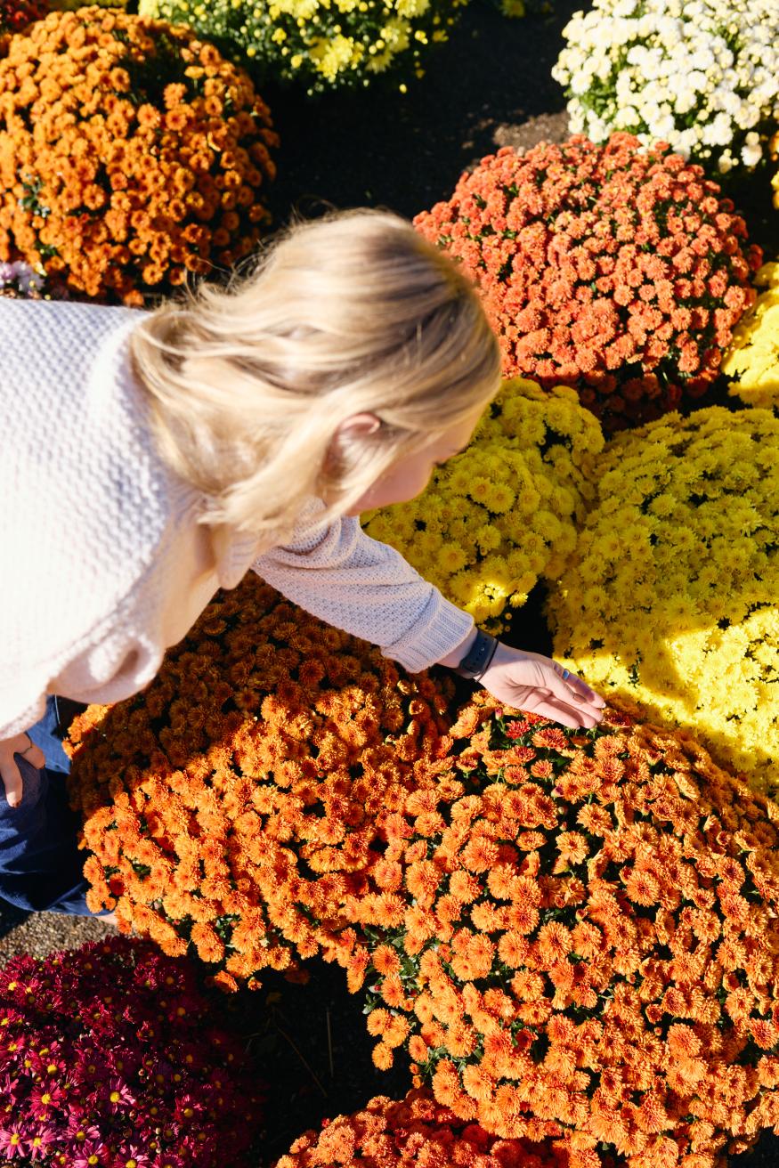 Walnut Creek Village Market
