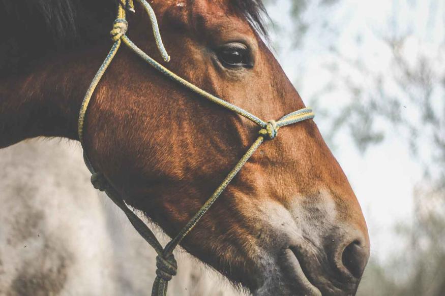 Mid Ohio Equine Expo