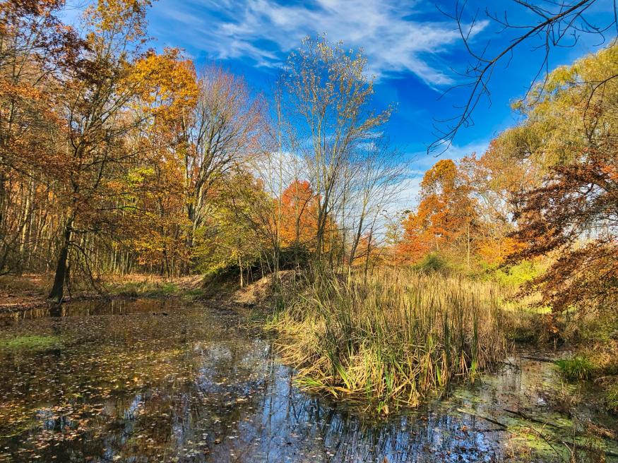 Autumn leaves in Wayne County Ohio