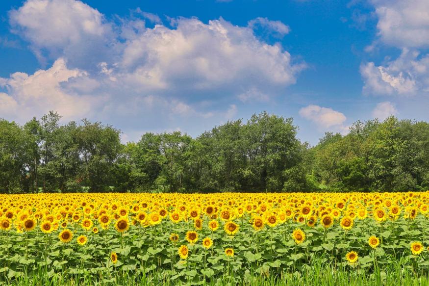 Sunflower field in Wayne County, Ohio