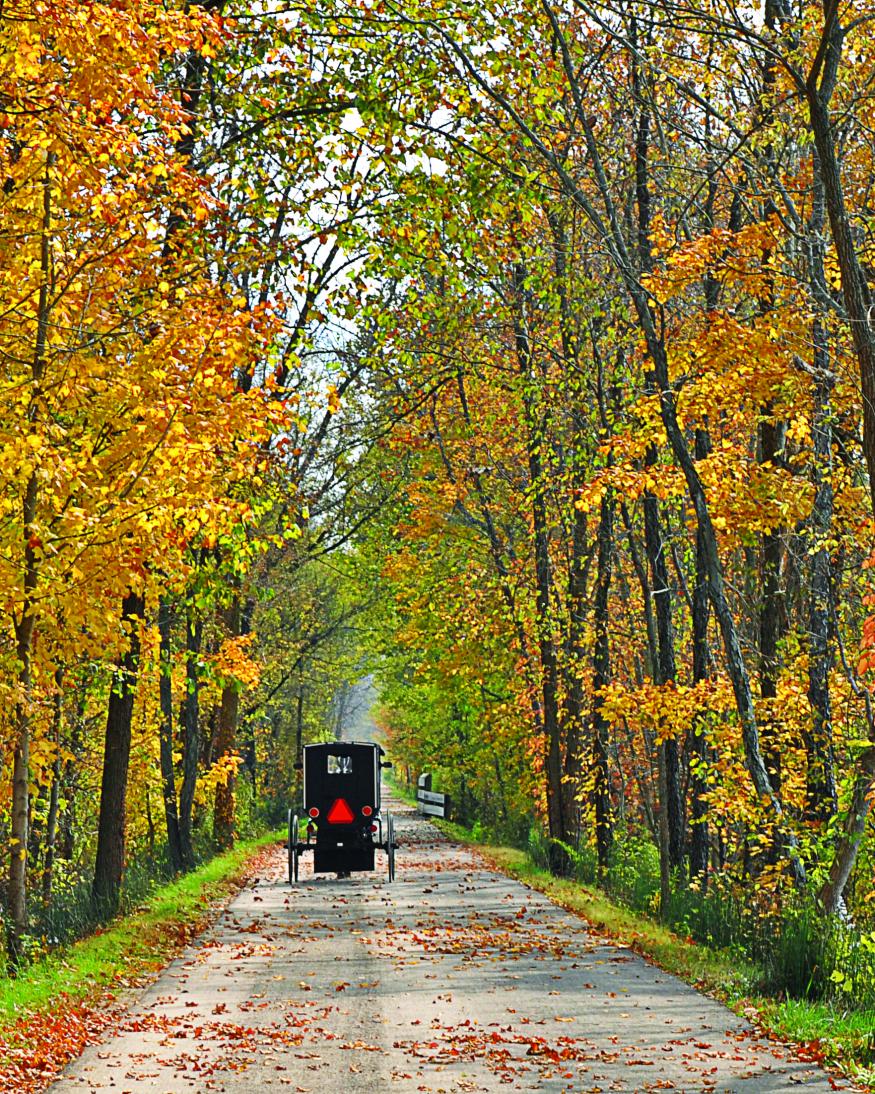 buggy in the fall