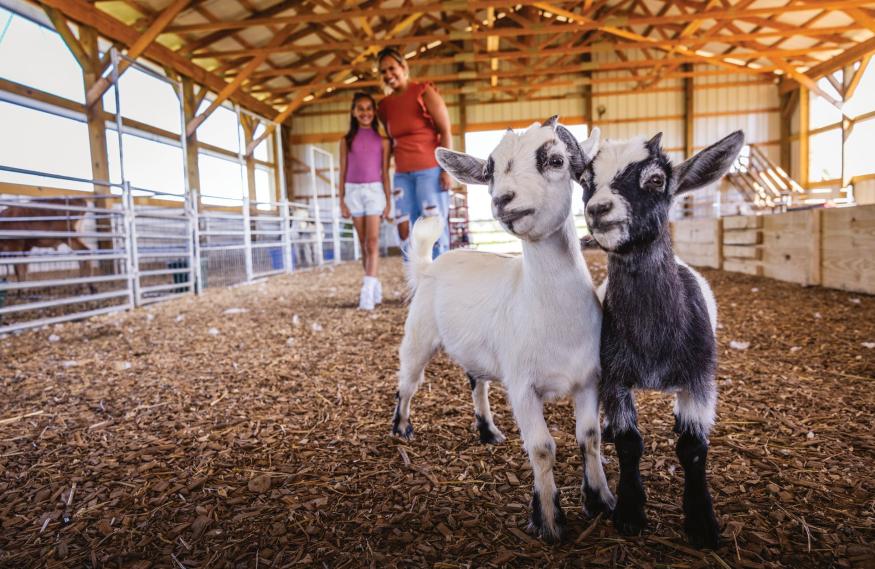 Baby goats at Moreland Fruit Farm