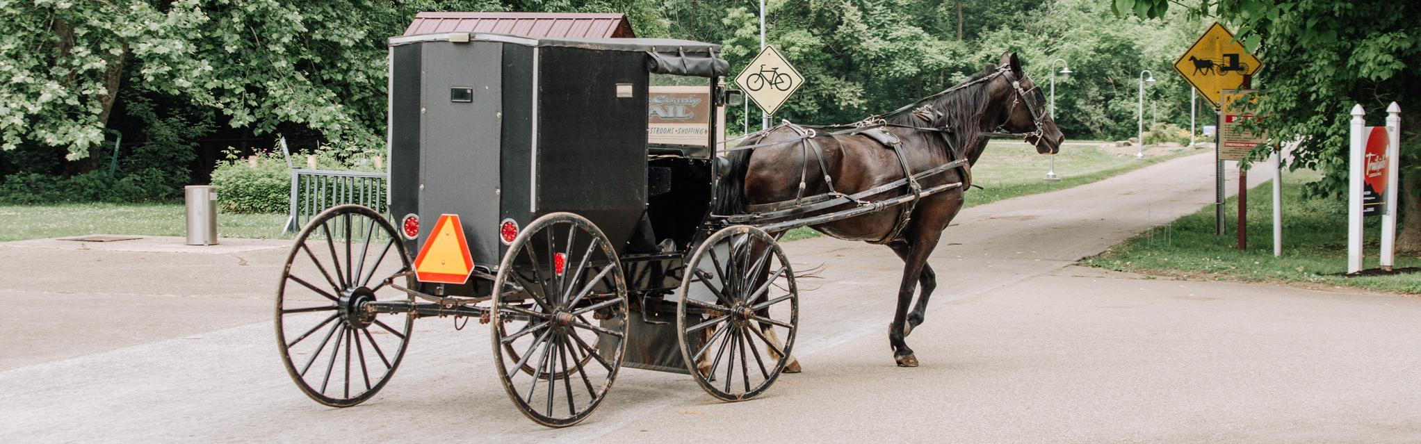 Amish Buggy on Trail