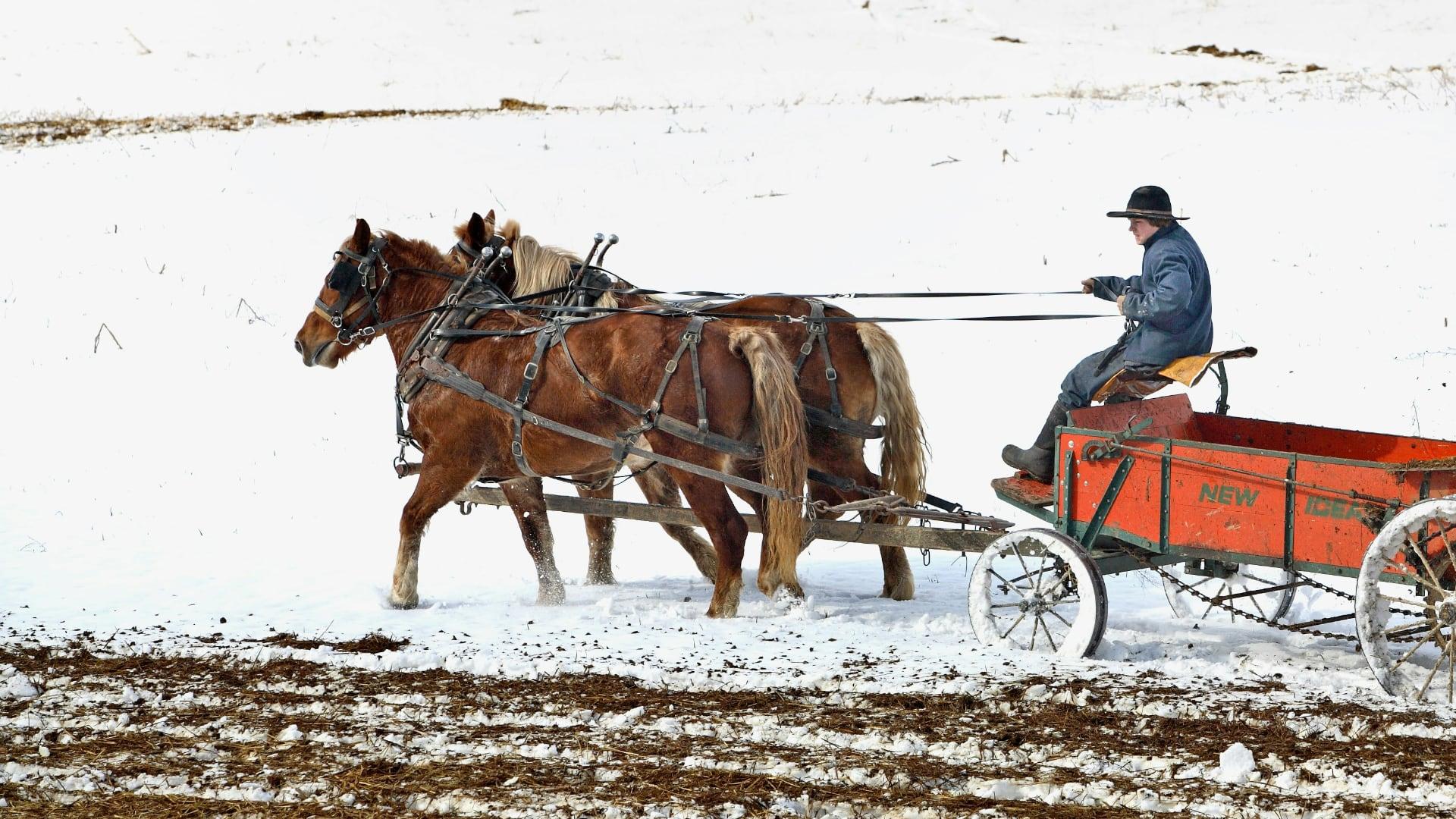 Amish farmer in the field with a team of horses