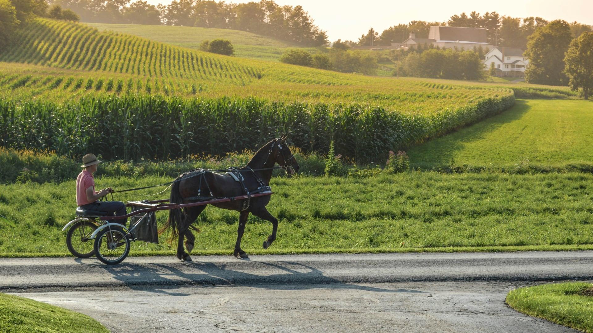 Amish man in a two-wheeled surrey