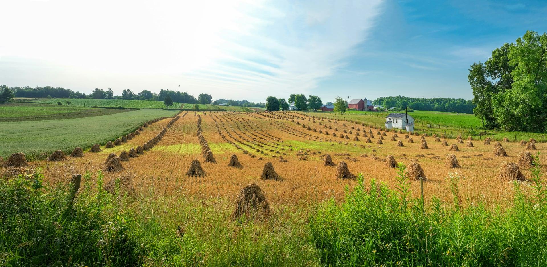 Fall field with standing corn and corn shocks