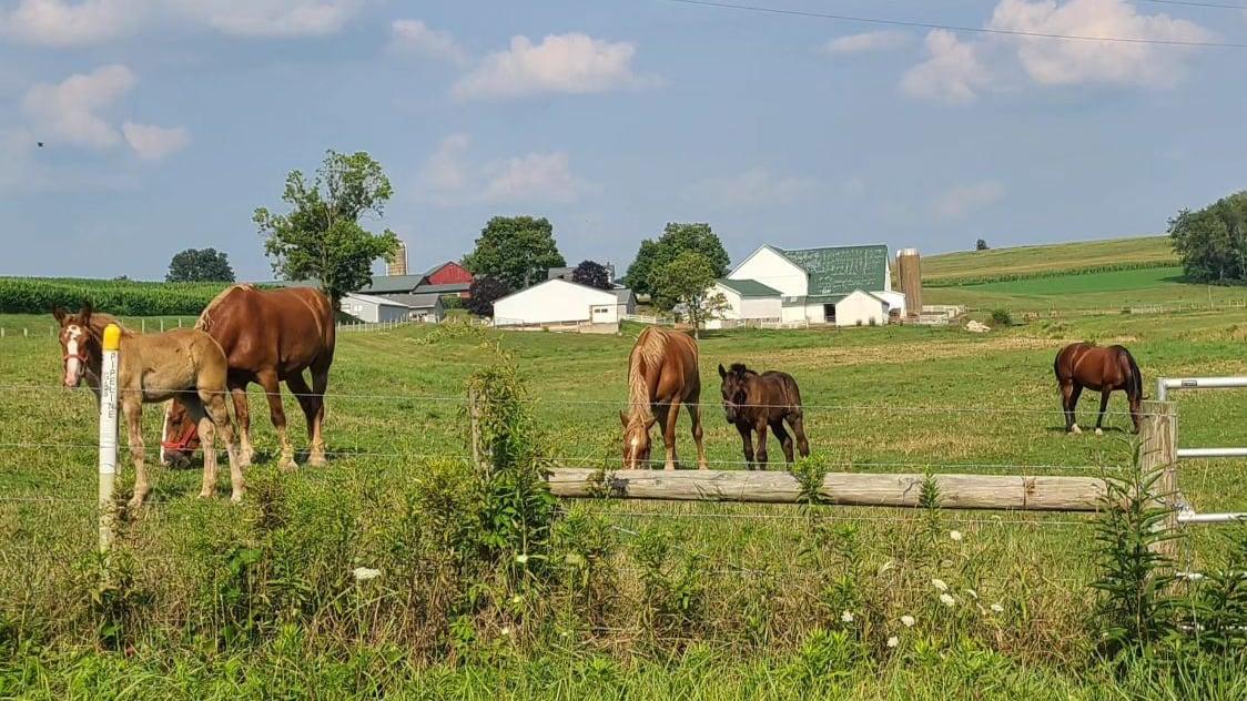 Horses in a field near an Amish barn