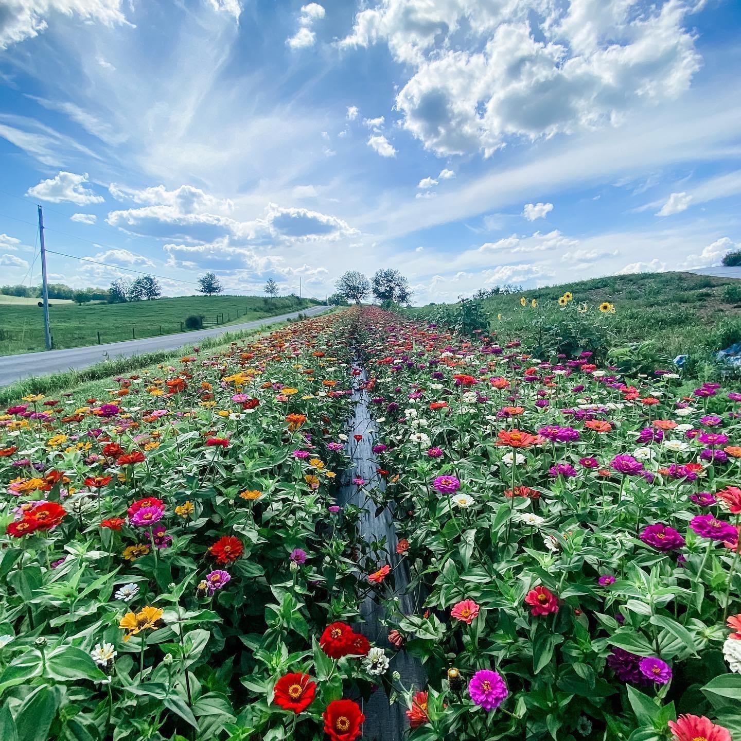 flower patch