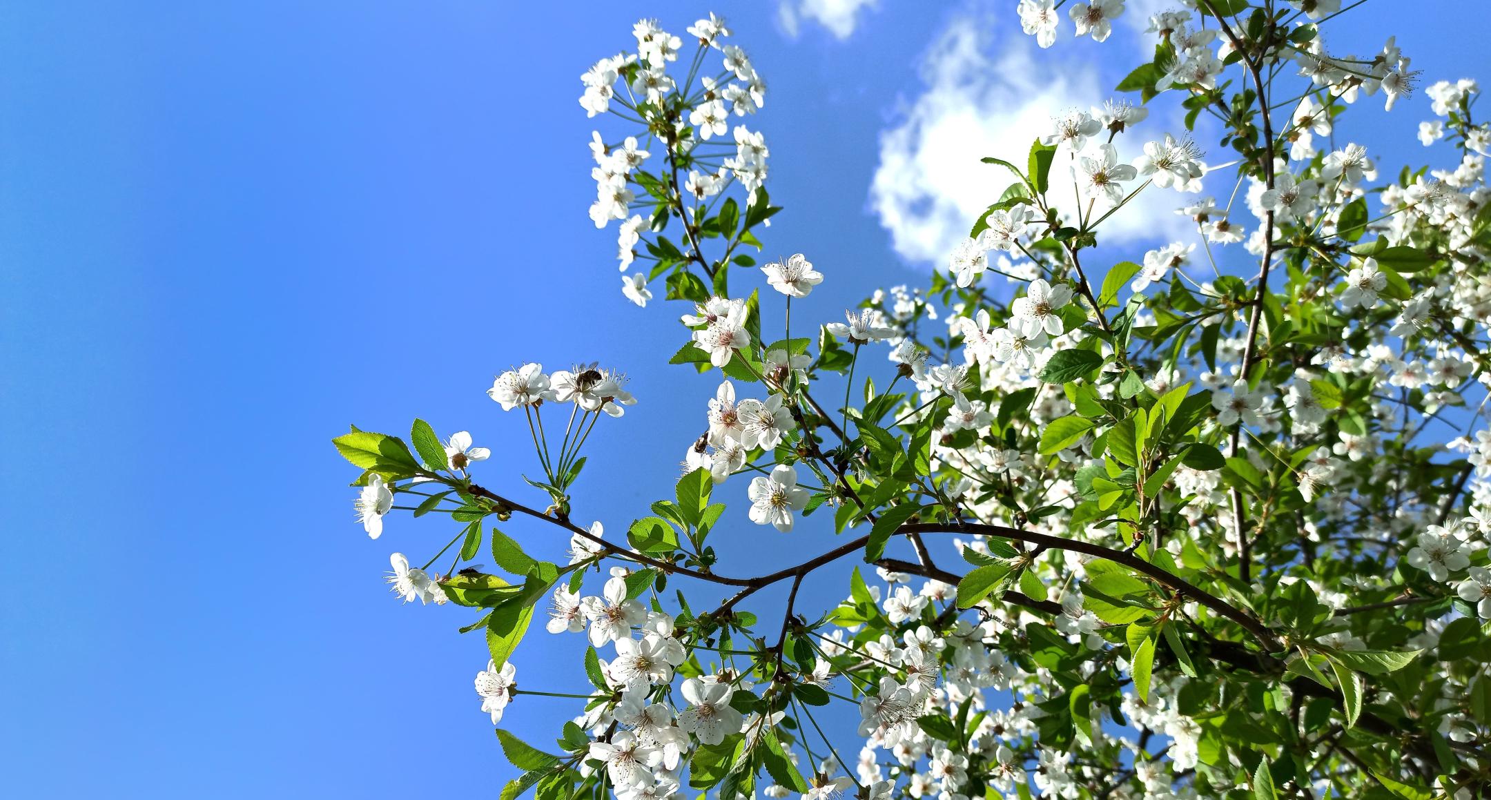 Blooming dogwood tree with a blue sky