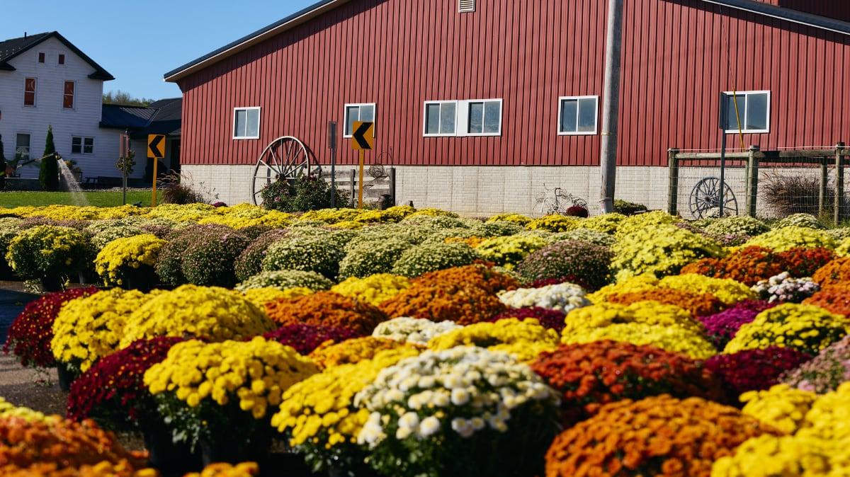 Fall Mums for sale at Hershberger's Farm and Bakery