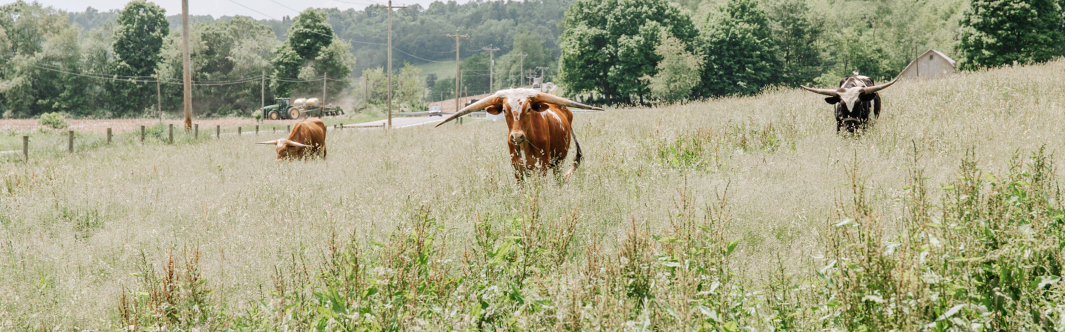 long horns