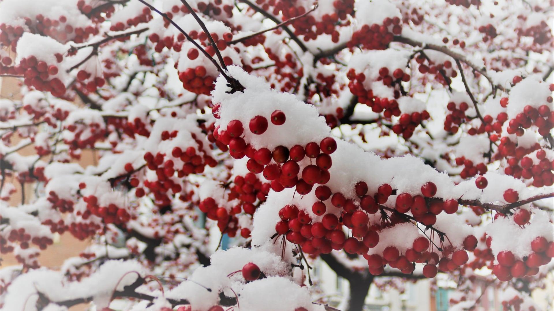 Snow and ice in Winter berries in downtown Millersburg