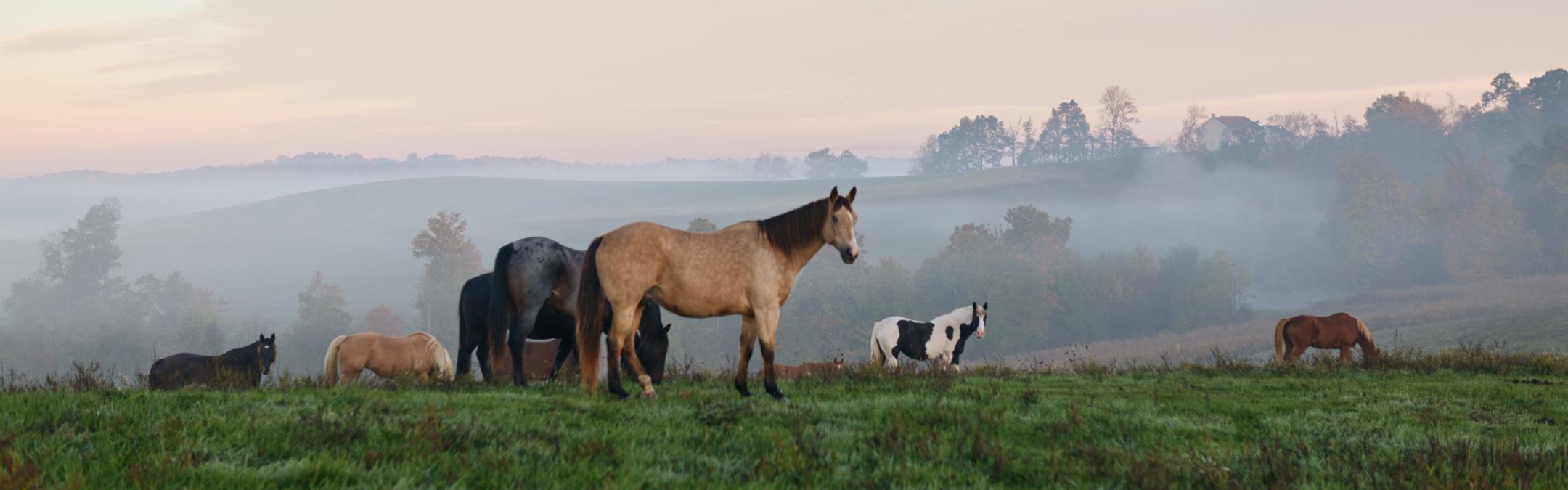 Horses on ridge v2