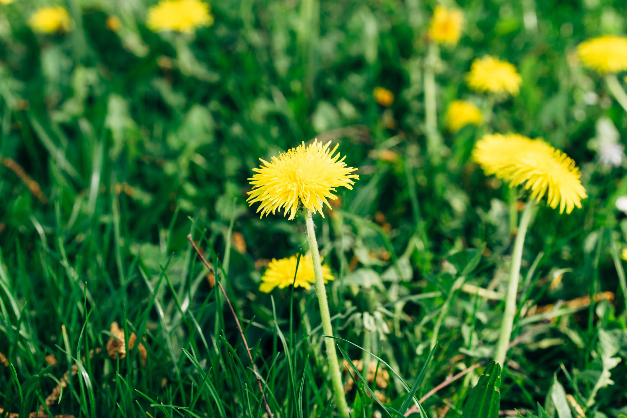 dandelion-hero