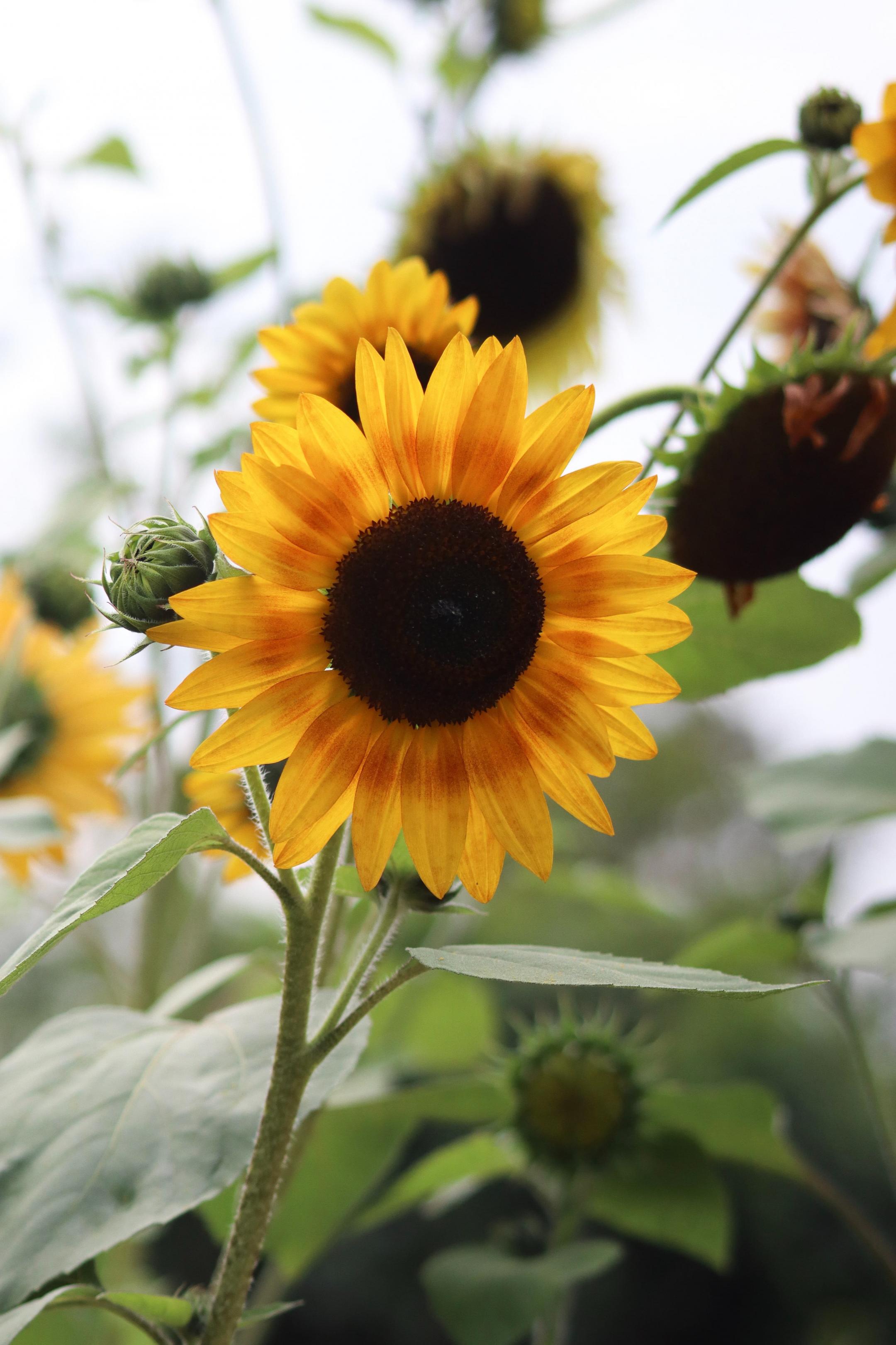 sunflowers